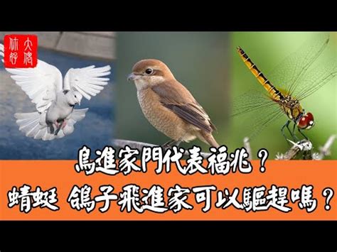 蜻蜓 風水|【家裡出現蜻蜓代表什麼】家中突現蜻蜓，好兆頭還是警訊？